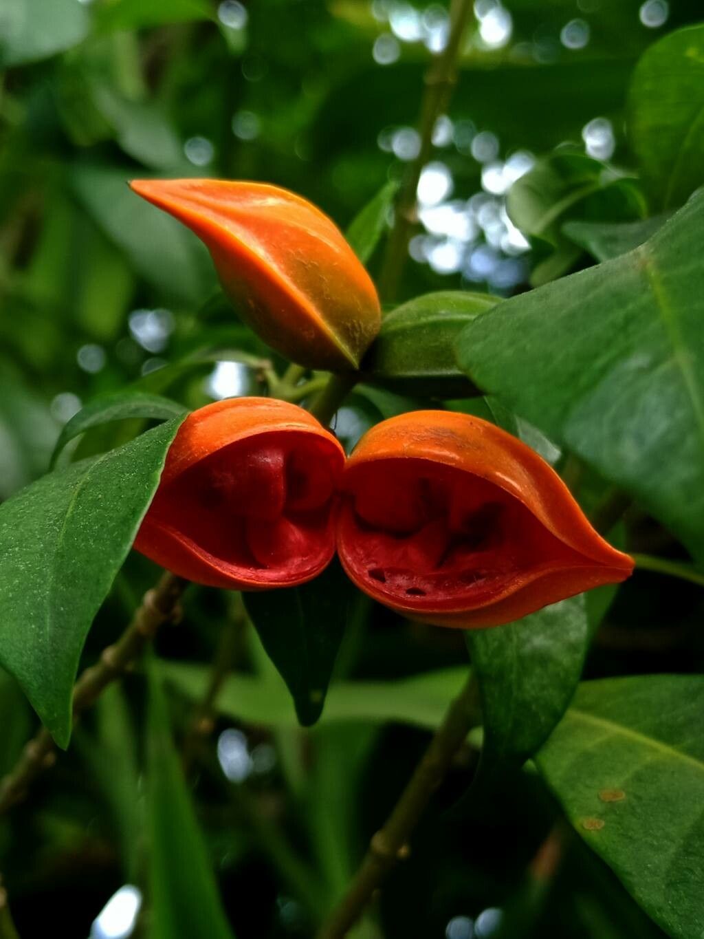 Tabernaemontana pandacaqui fruit