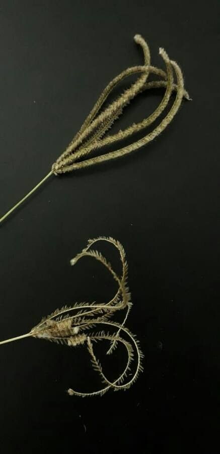 Paspalum urvillei — search result for 'Paspalum'