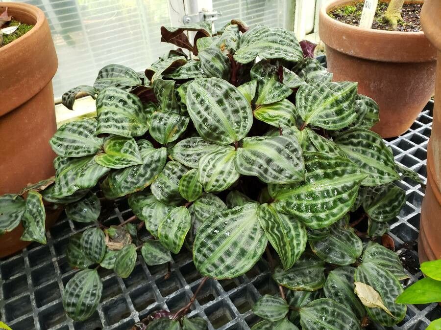 Geogenanthus poeppigii habit