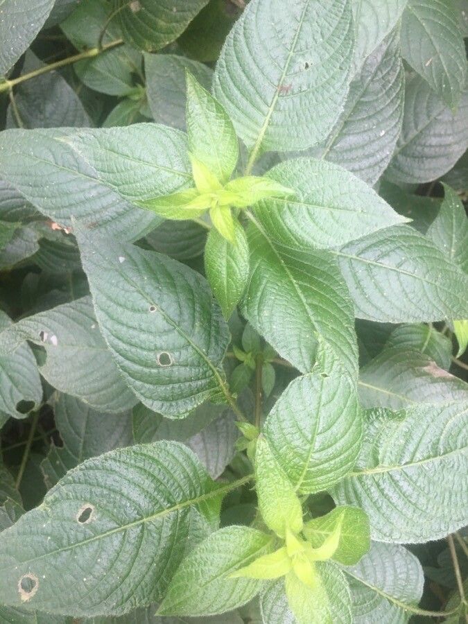 Ruellia paniculata leaf