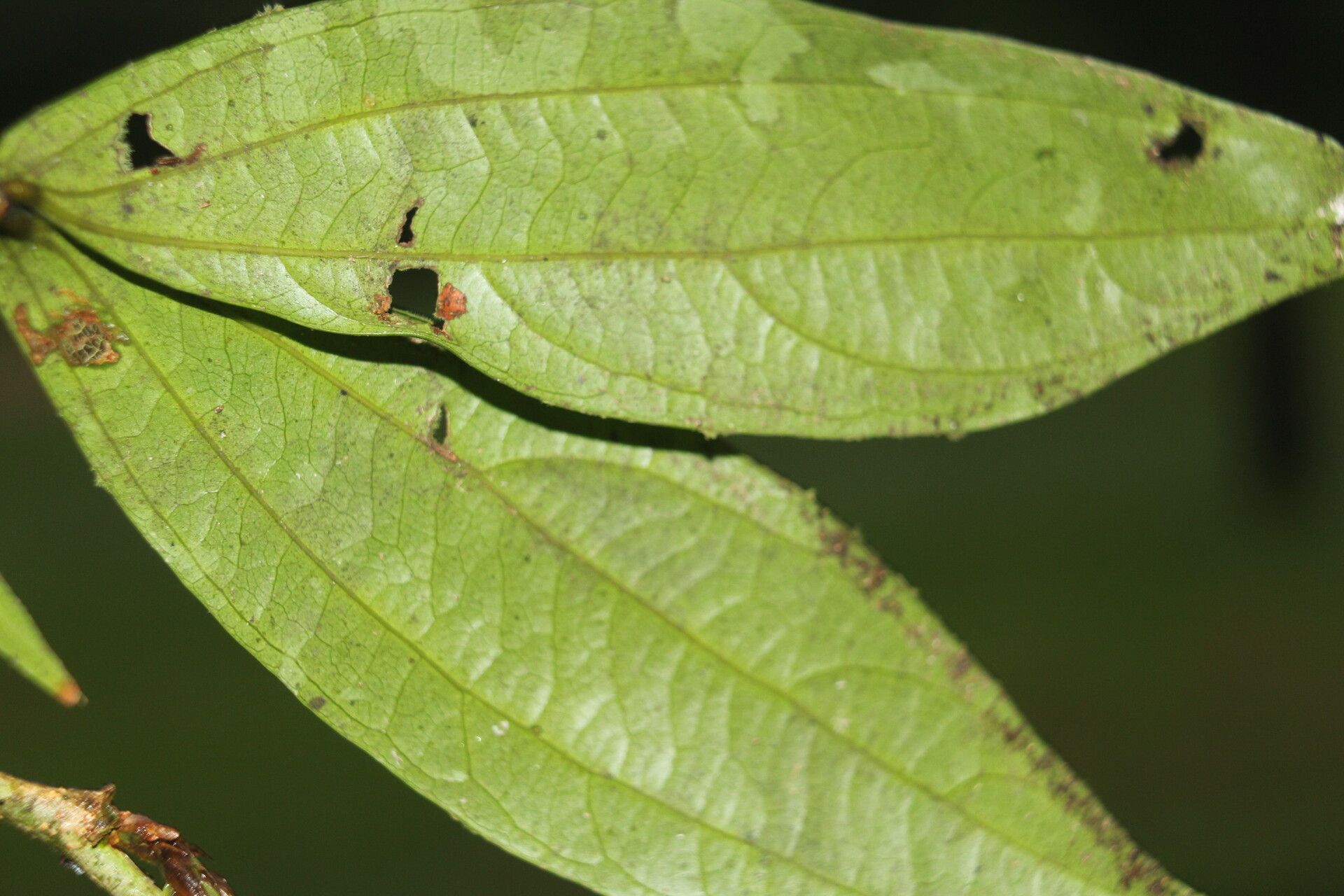 Calliandra rhodocephala — houseplant care guide
