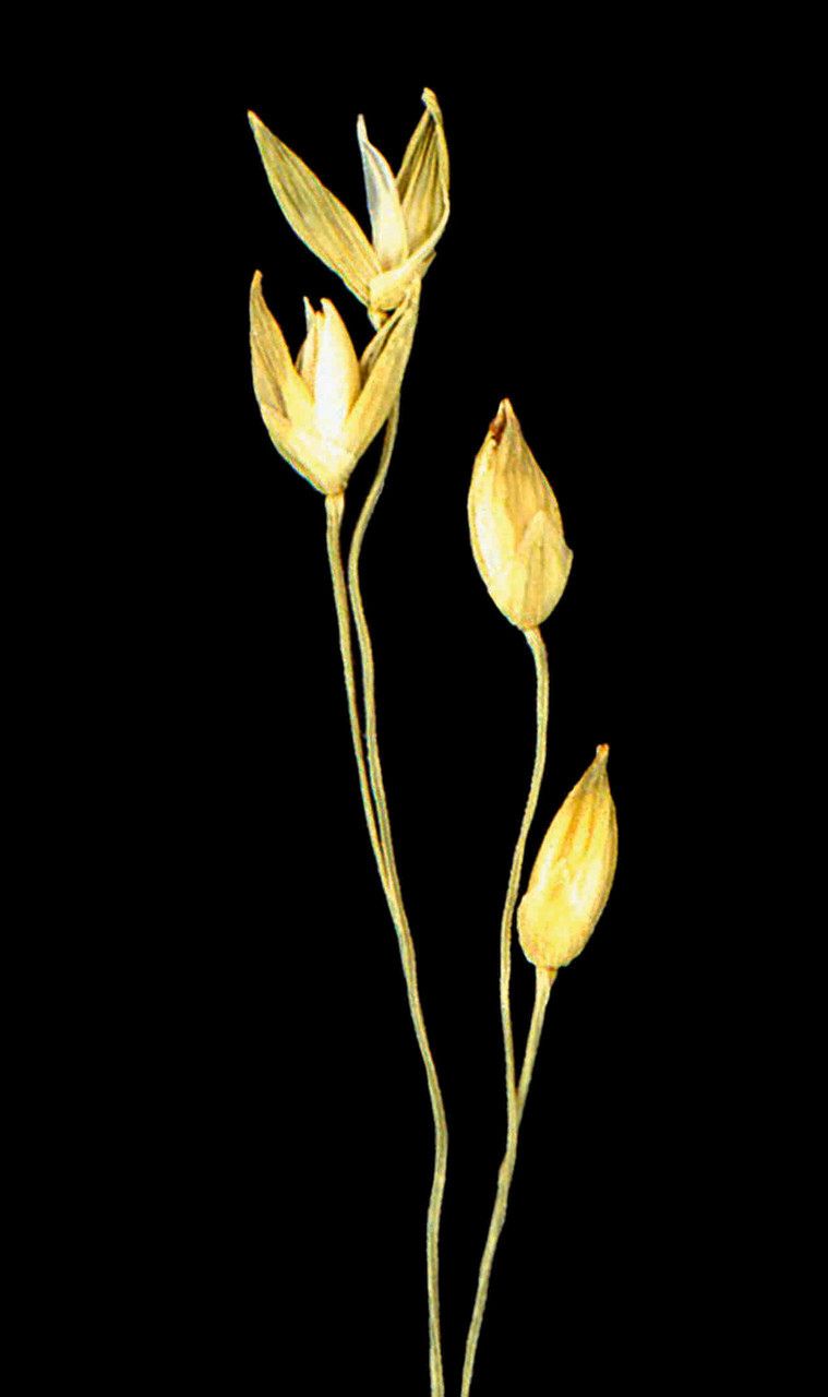 Panicum laetum — houseplant care guide