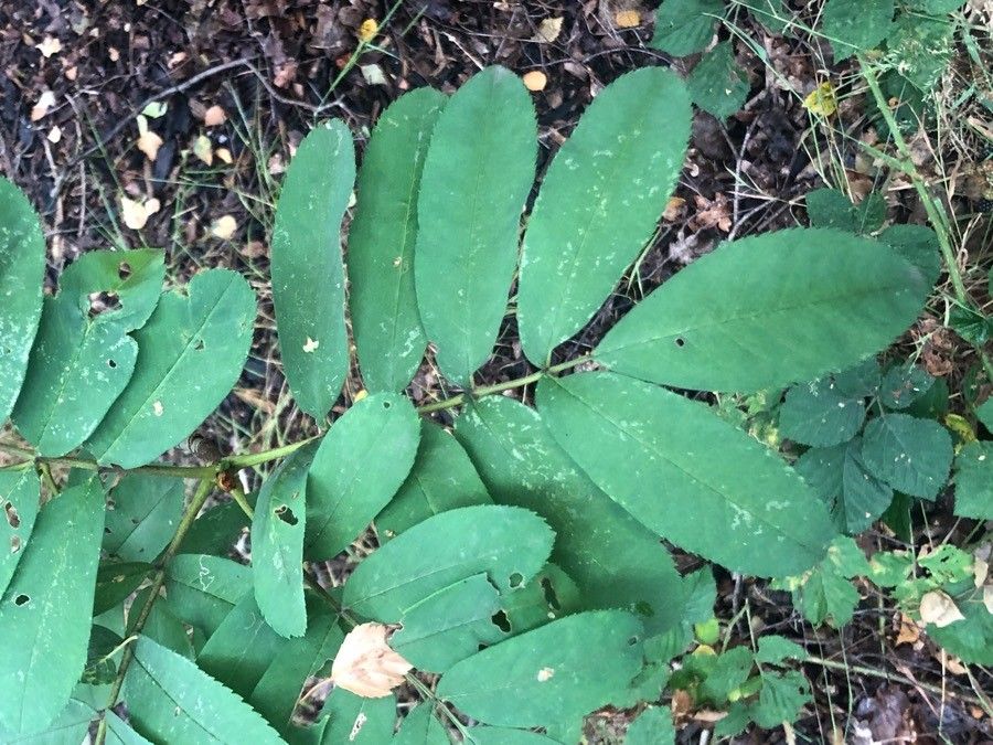 Sorbus insignis — houseplant care guide