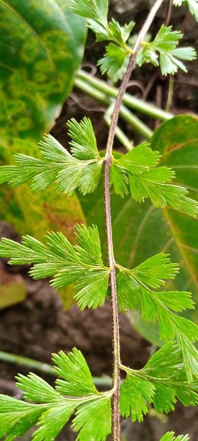 Asplenium aethiopicum bark