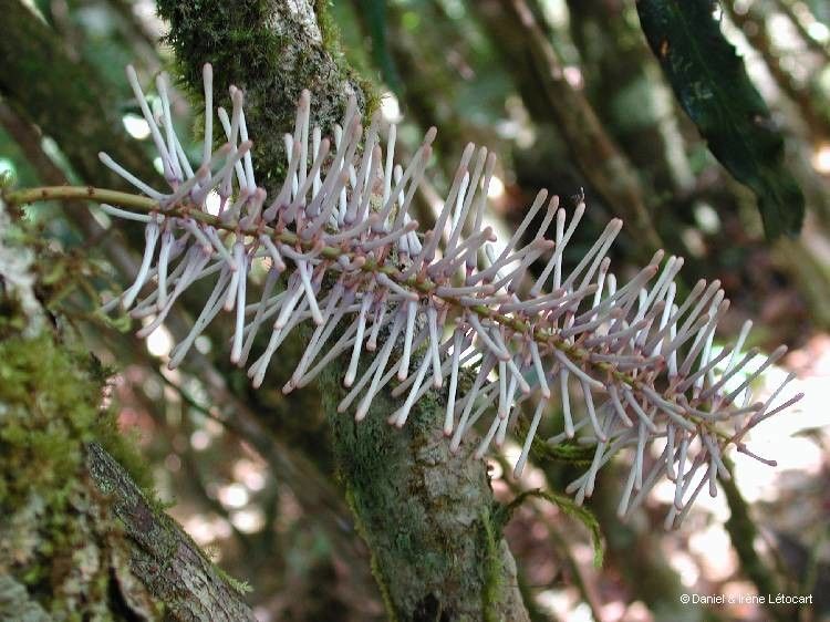 Virotia francii flower