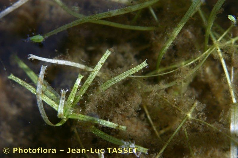 Callitriche hamulata — houseplant care guide