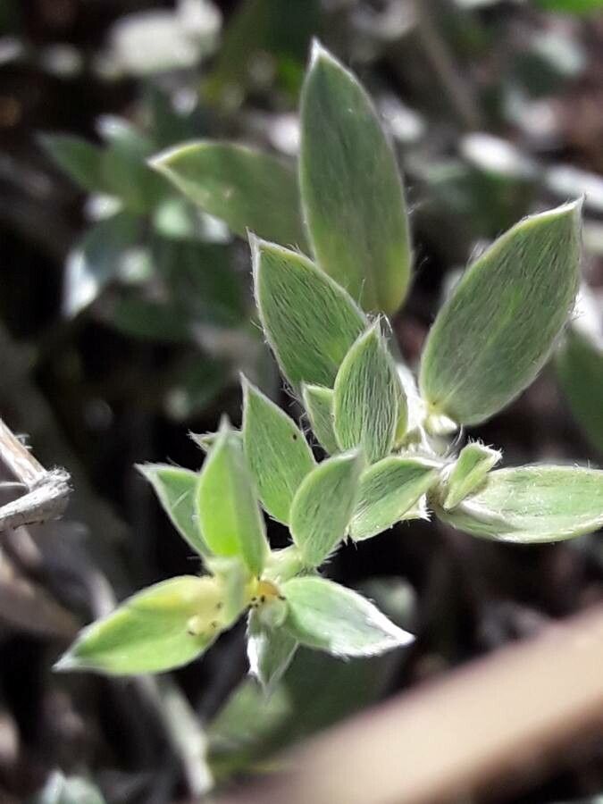 Evolvulus antillanus — related species from the same genus