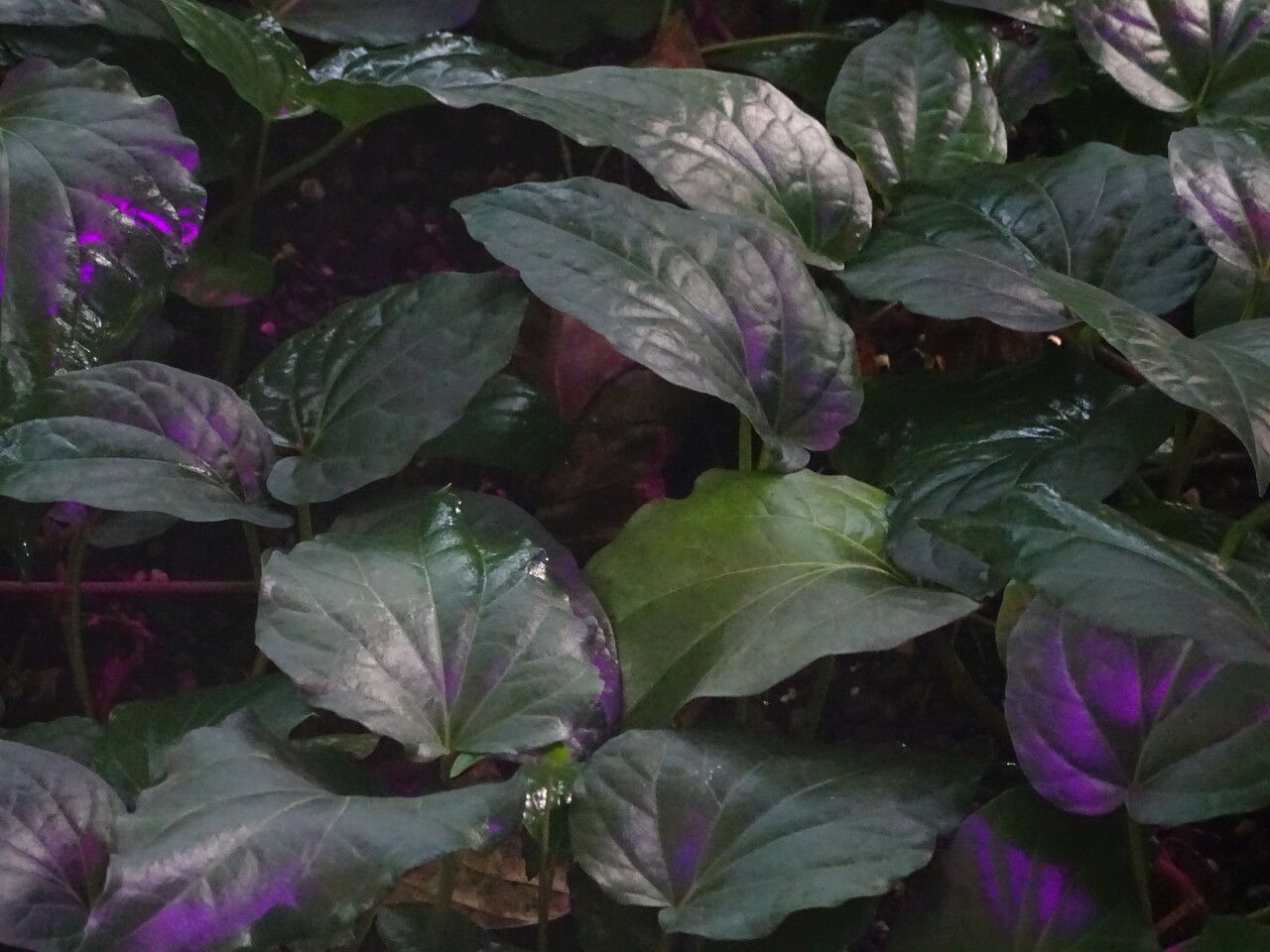 Piper betle — search result for 'Piperaceae'