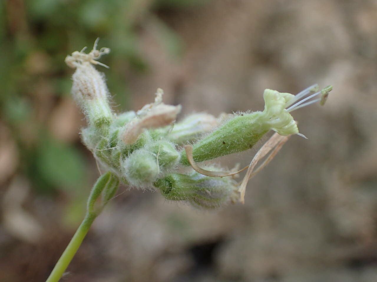 Silene congesta flower