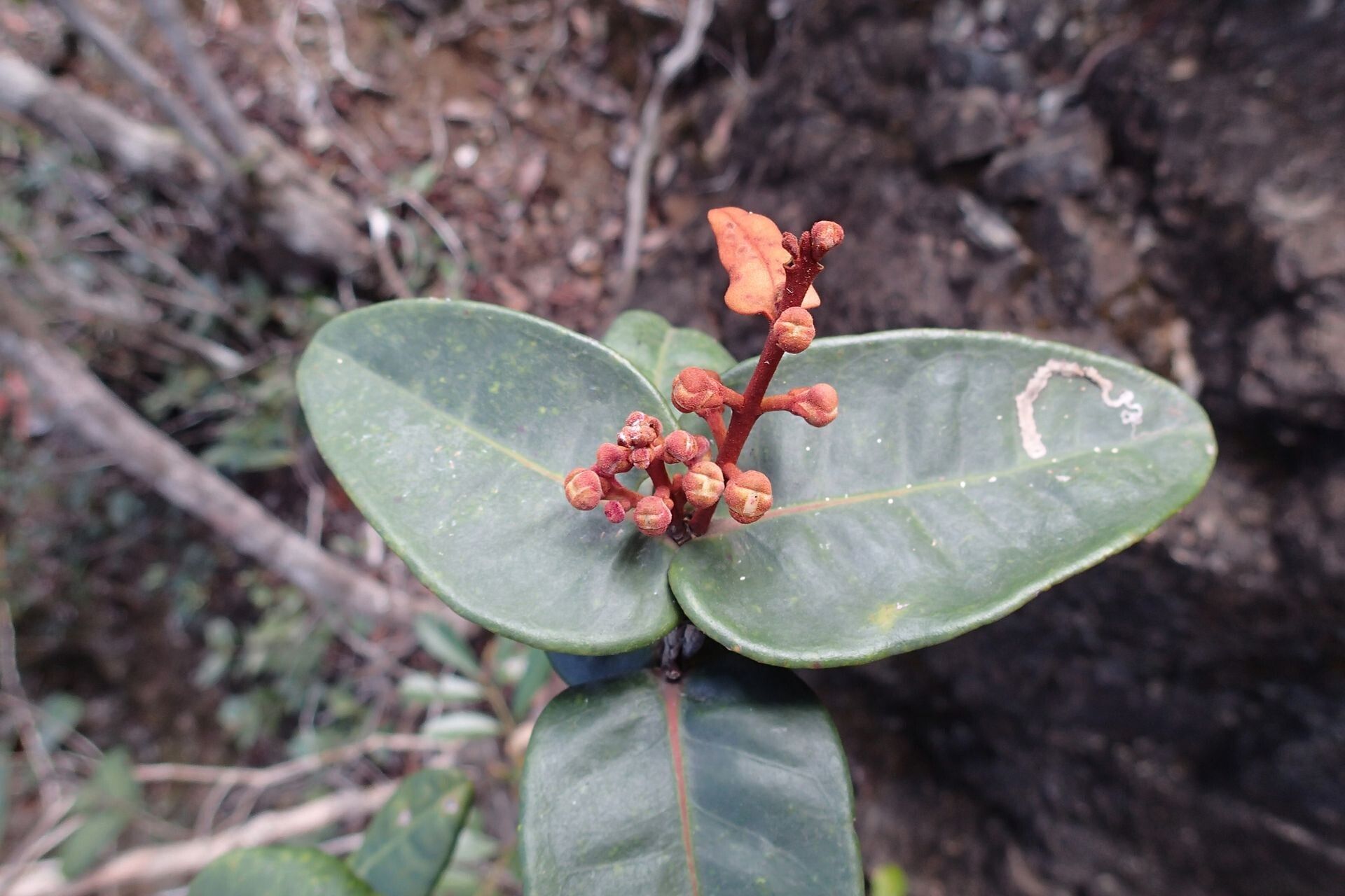 Eugenia homedeboana leaf