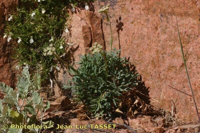 Seseli praecox habit