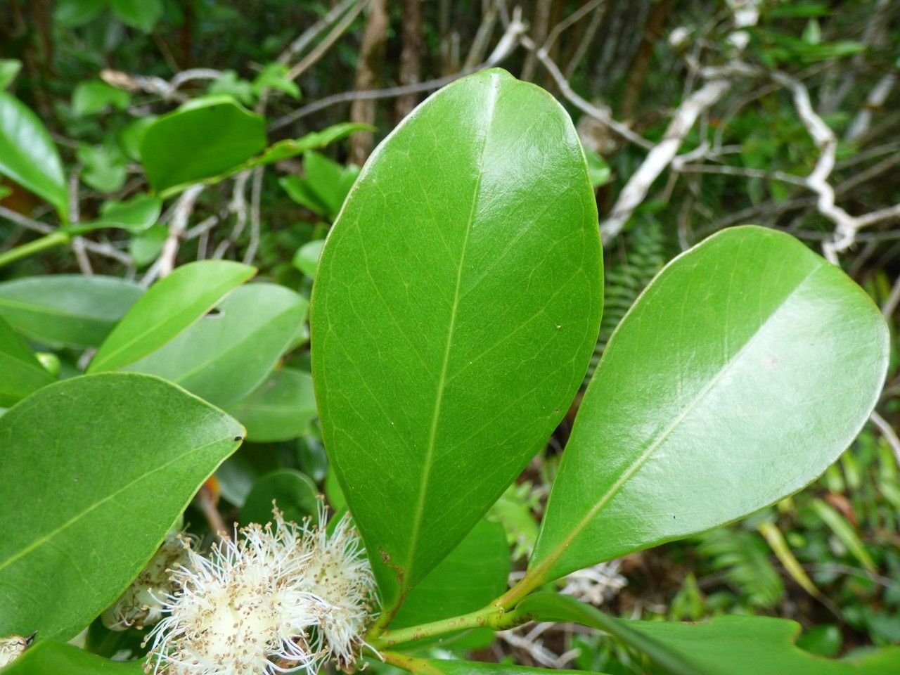 Psidium guineense leaf