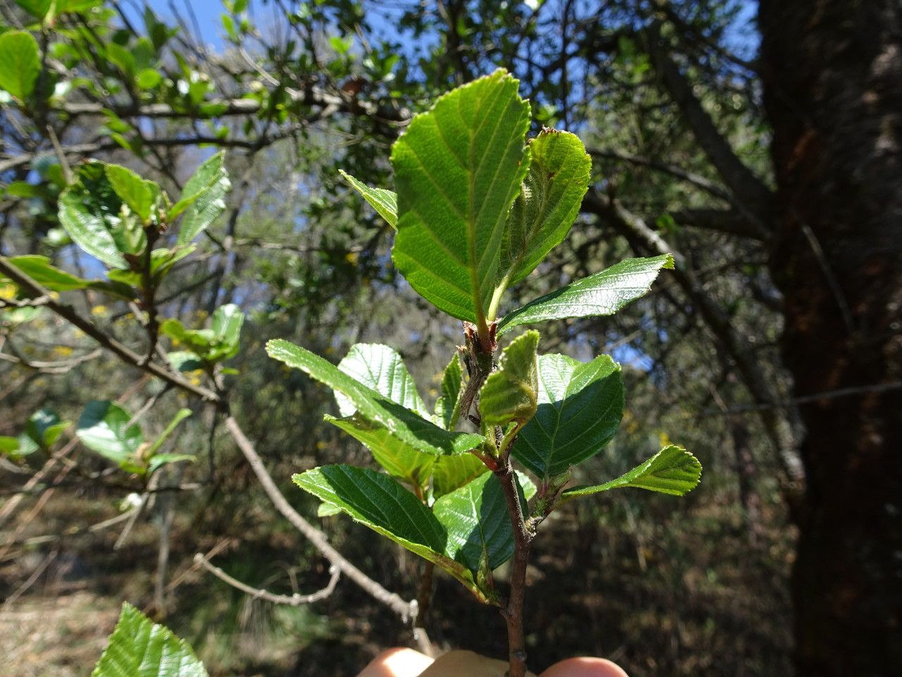 Alnus jorullensis — flood tolerant houseplant