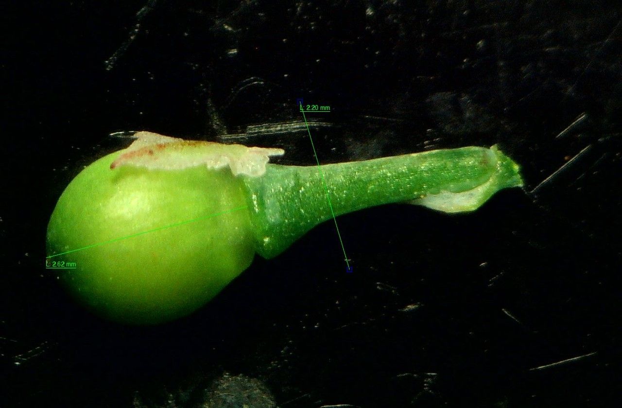 Fumaria bastardii fruit