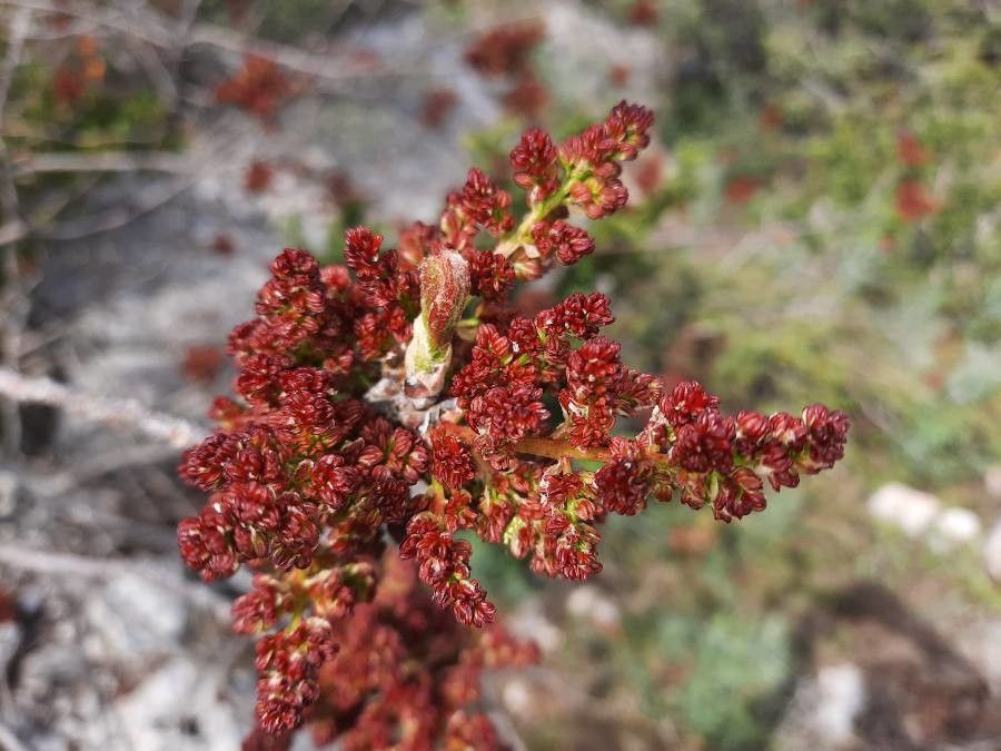 Pistacia terebinthus flower