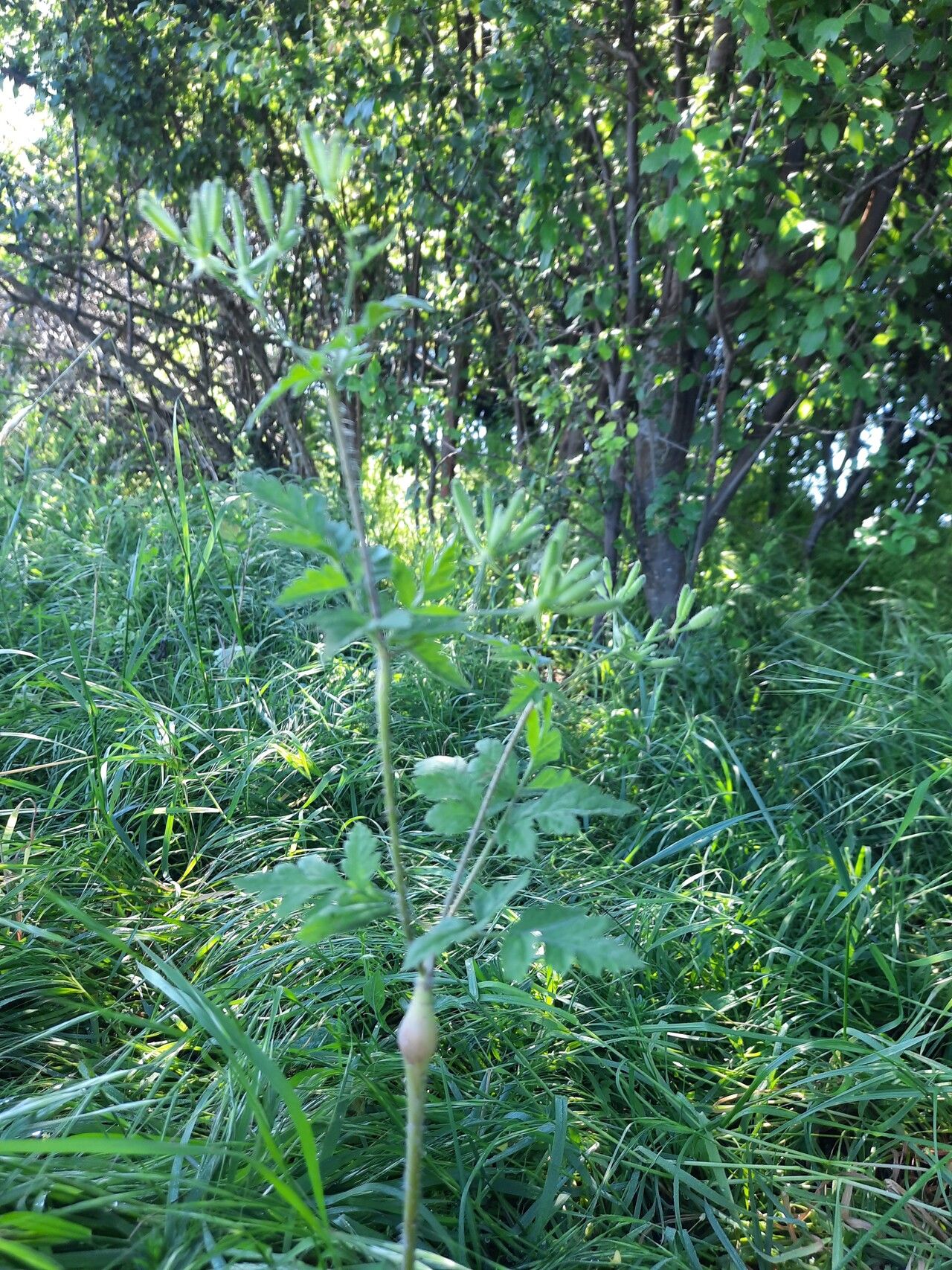 Chaerophyllum nodosum bark