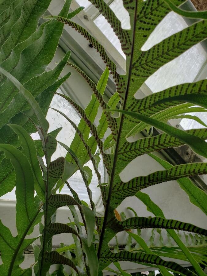 Pseudodrynaria coronans other