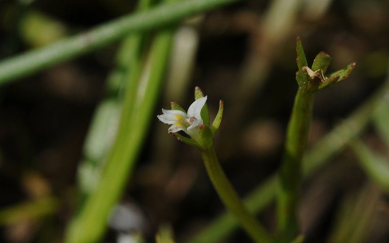 Downingia pusilla — houseplant care guide