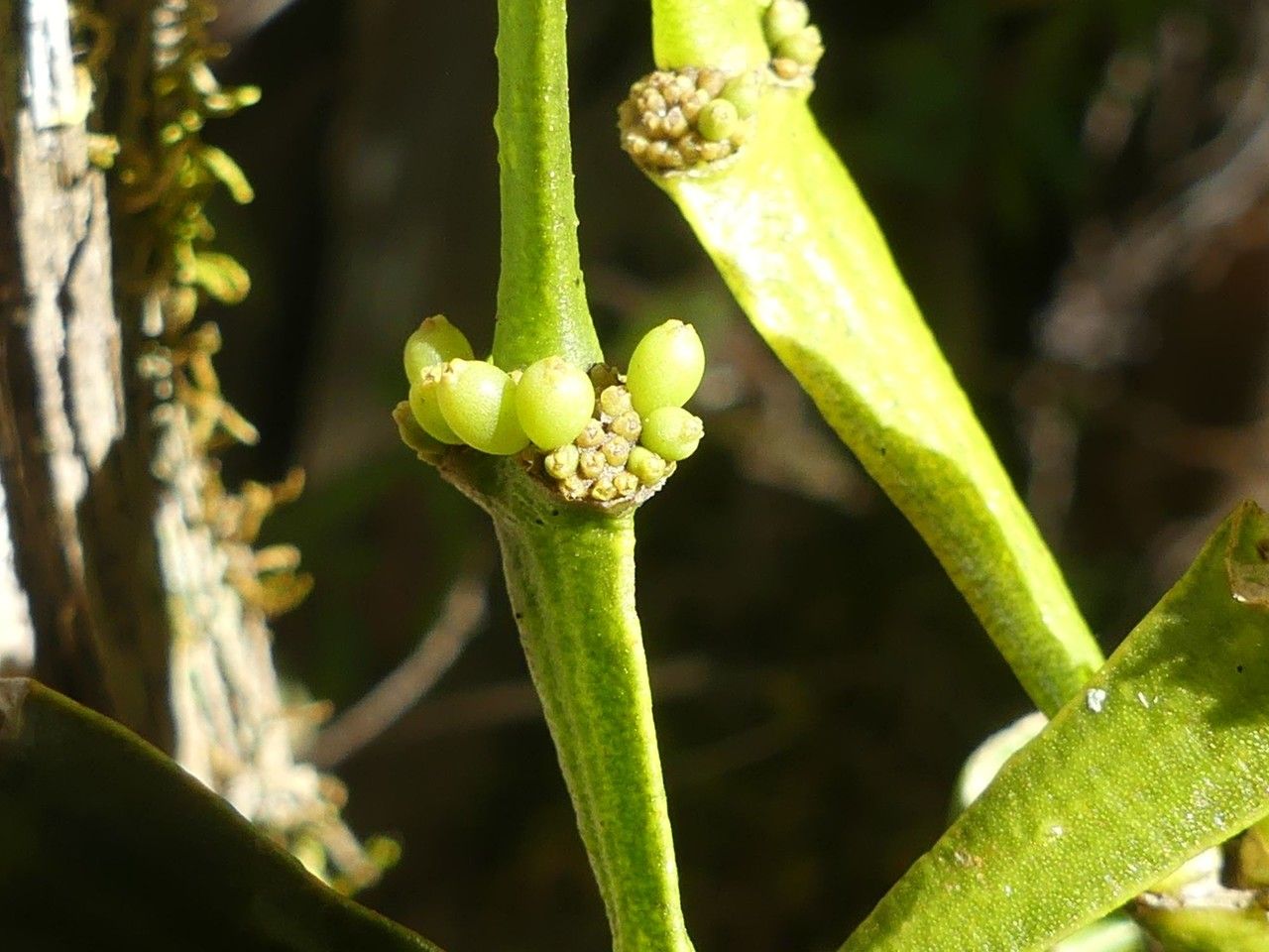 Korthalsella japonica fruit