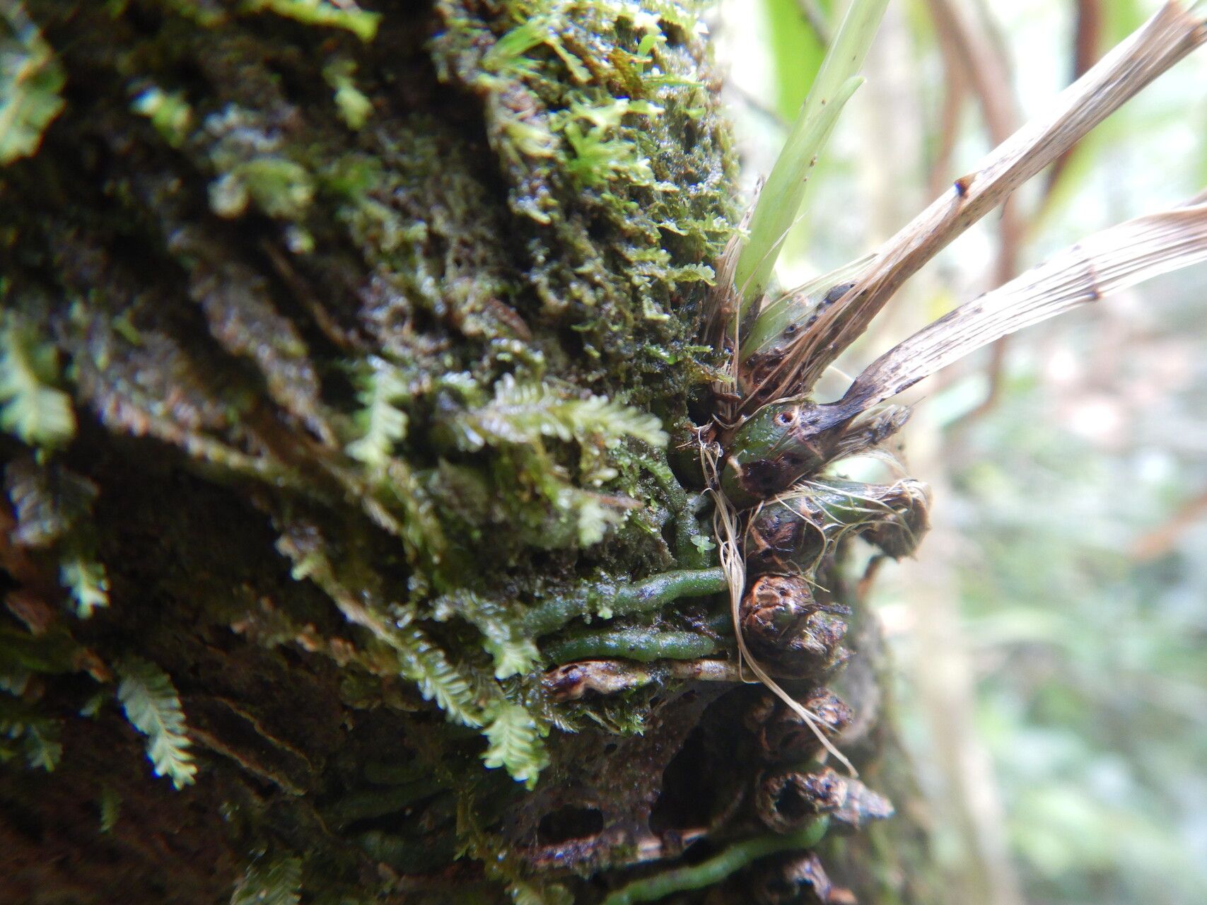 Polystachya concreta bark
