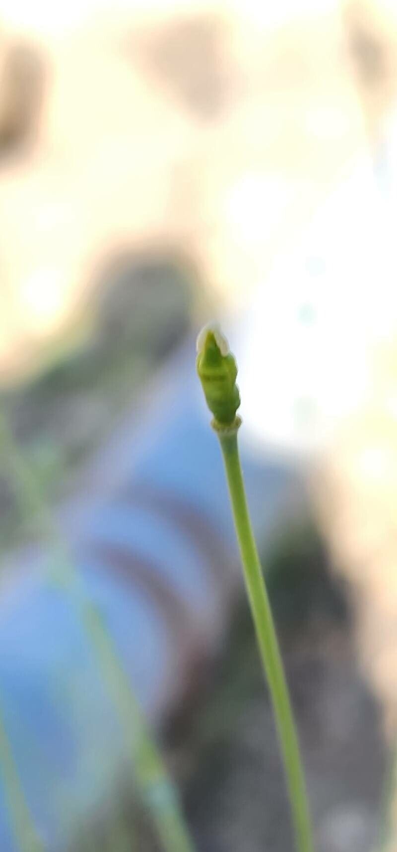 Papaver armeniacum fruit