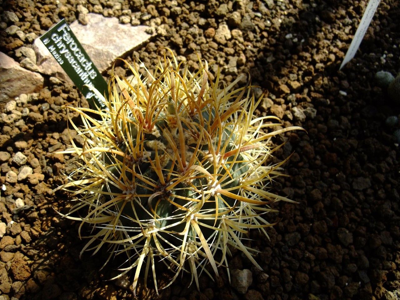 Ferocactus chrysacanthus habit