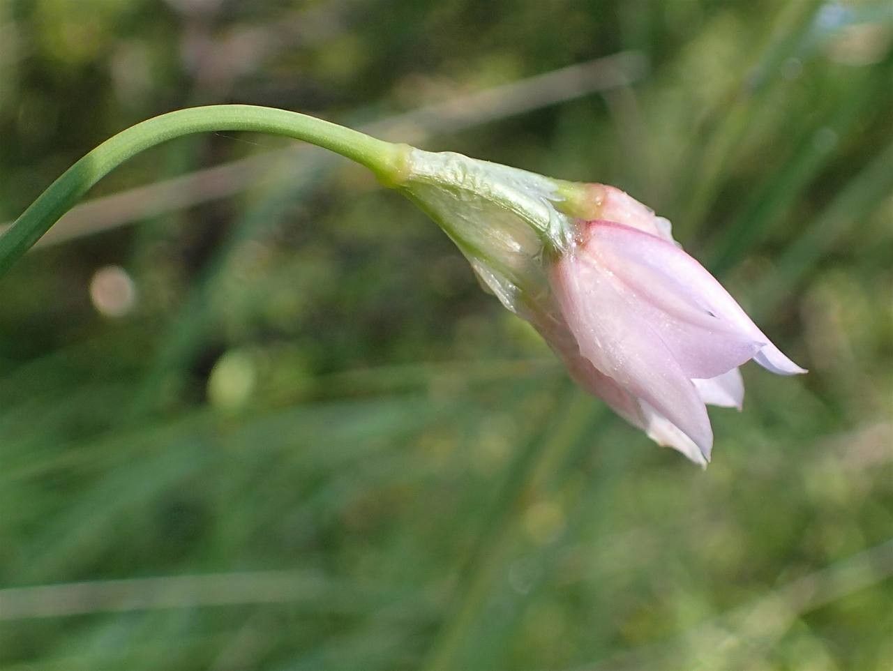 Allium narcissiflorum fruit