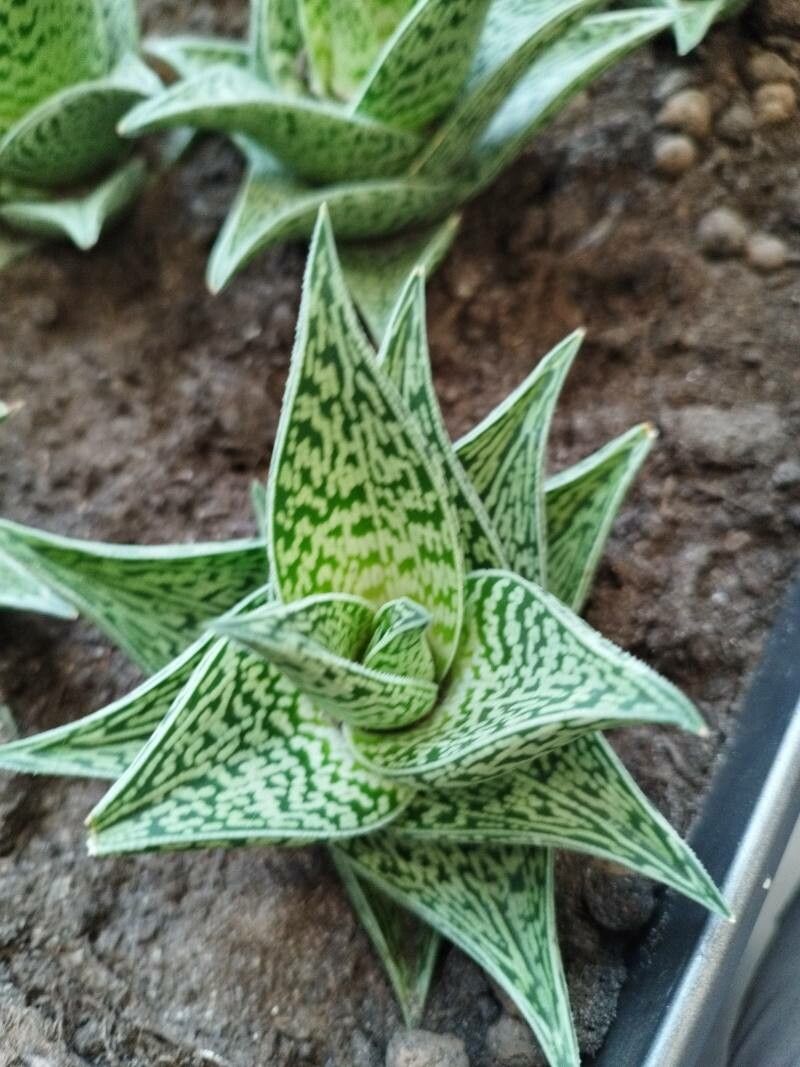 Gonialoe variegata leaf