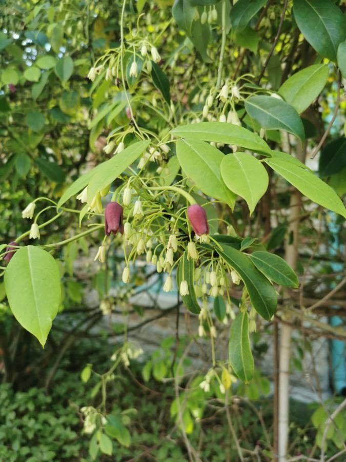 Holboellia coriacea flower