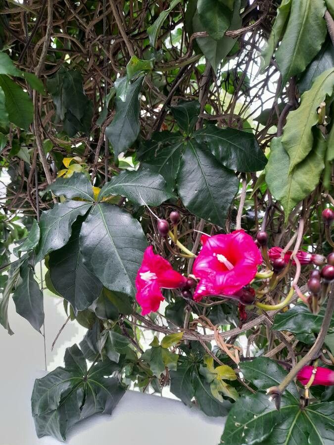 Ipomoea horsfalliae flower