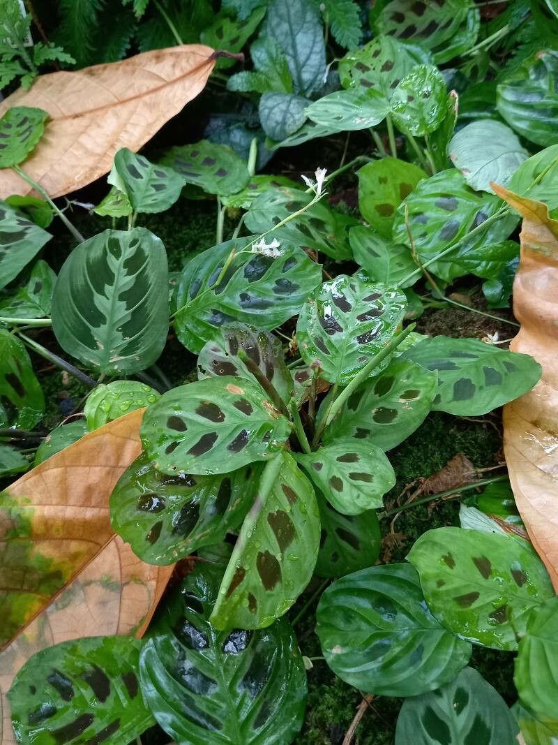 Maranta depressa habit