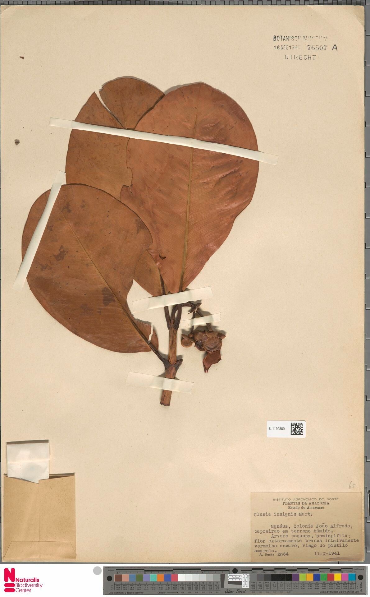 Clusia insignis — search result for 'Clusia'