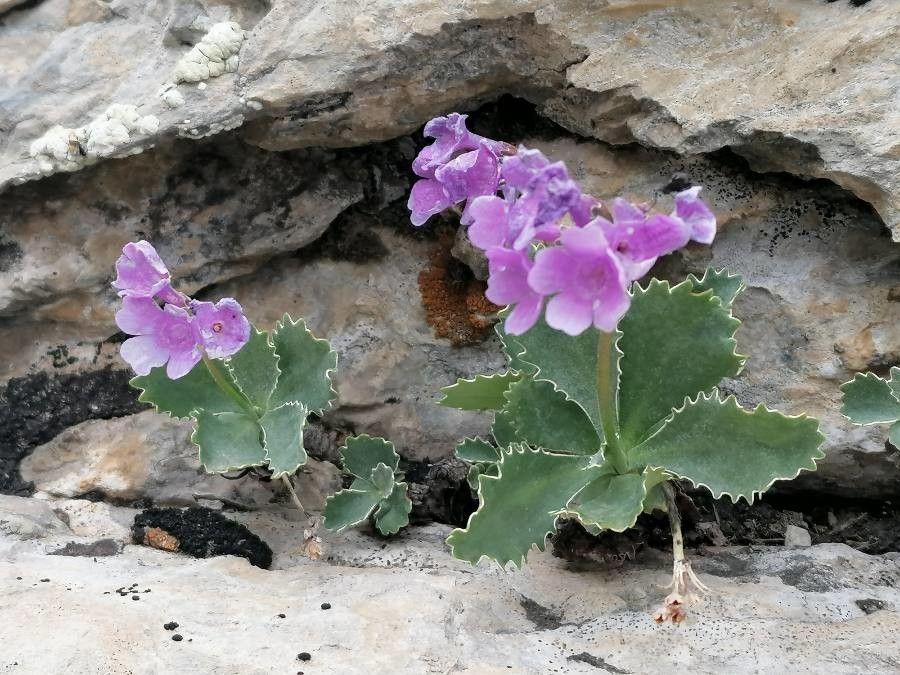 Primula marginata flower