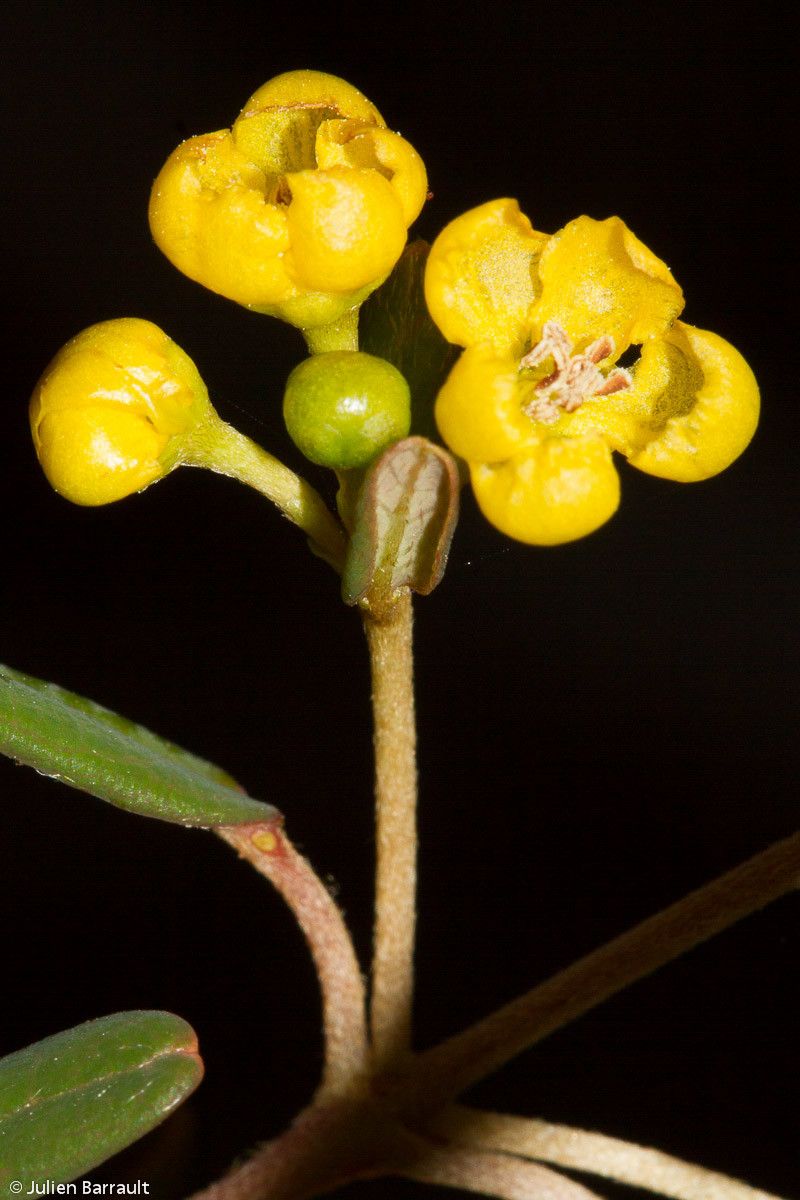 Stigmaphyllon gymnopodum fruit