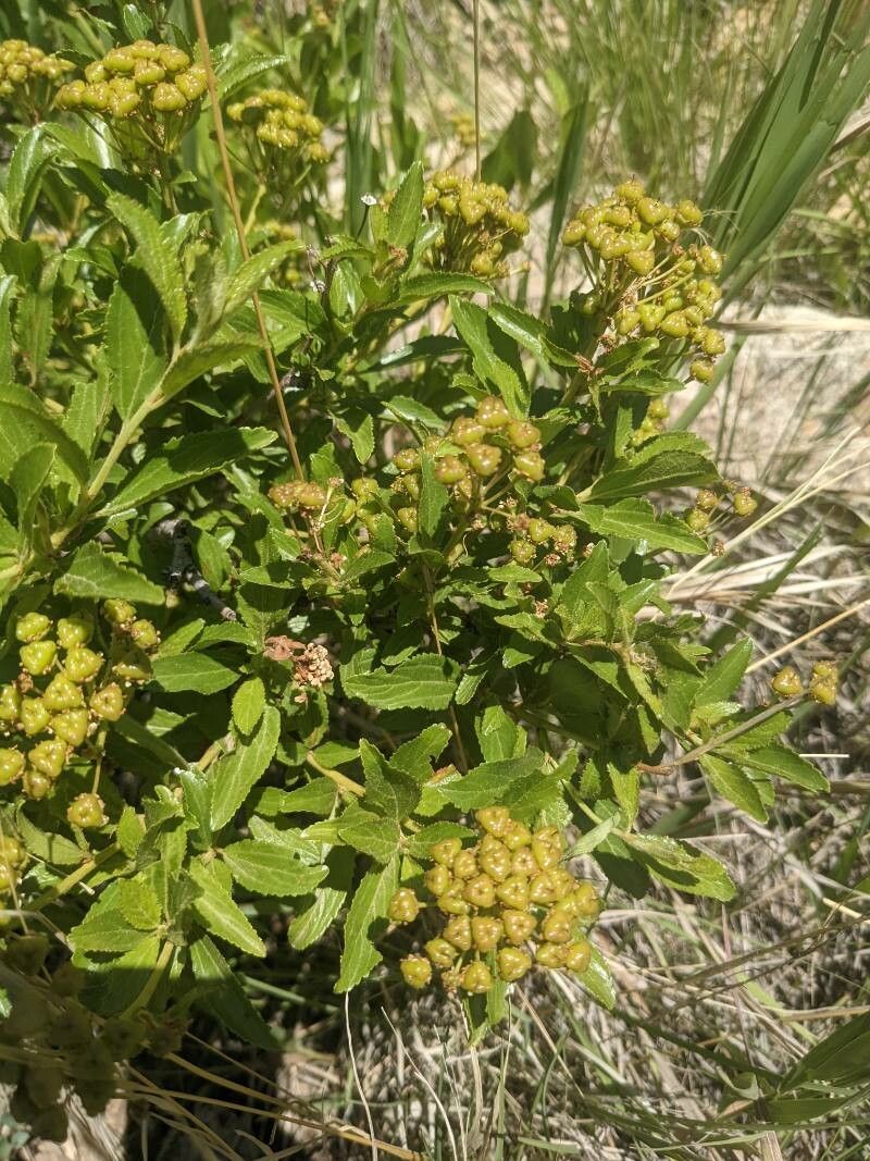 Ceanothus herbaceus fruit