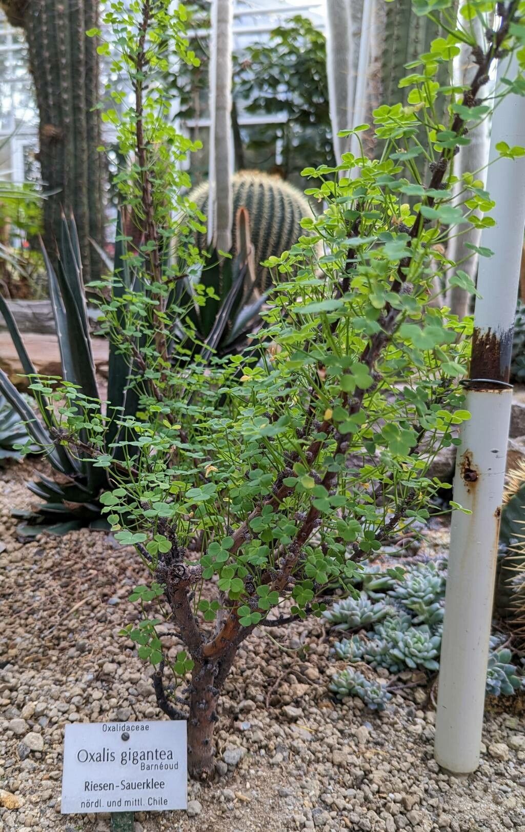 Oxalis gigantea habit