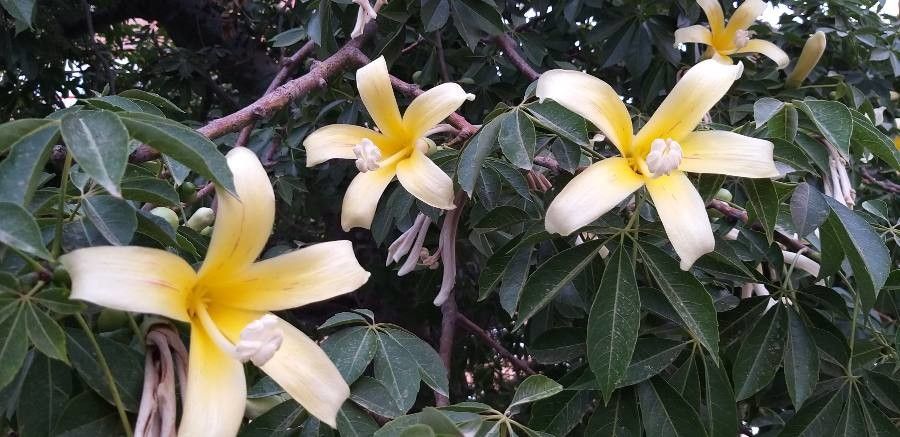 Ceiba insignis flower