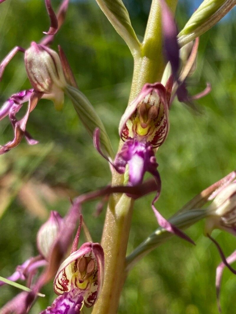 Himantoglossum adriaticum flower