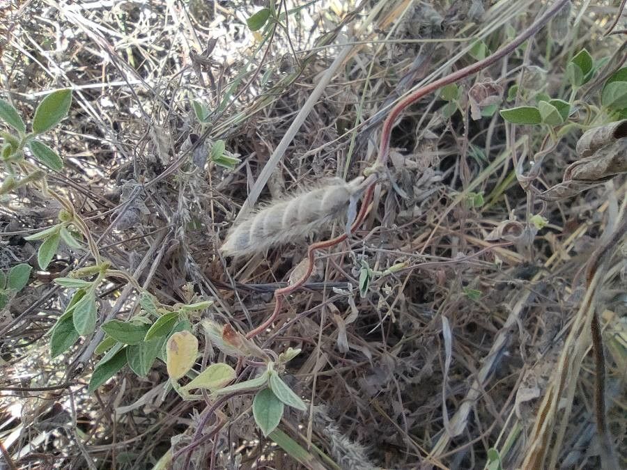 Cajanus scarabaeoides fruit