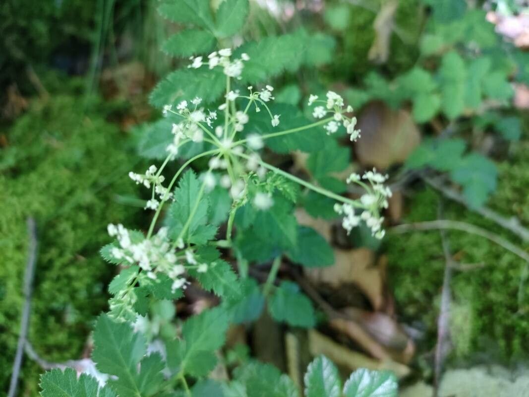 Pimpinella siifolia flower