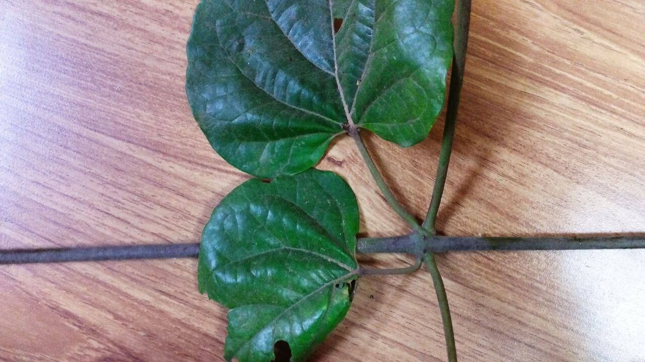 Stigmaphyllon sinuatum leaf