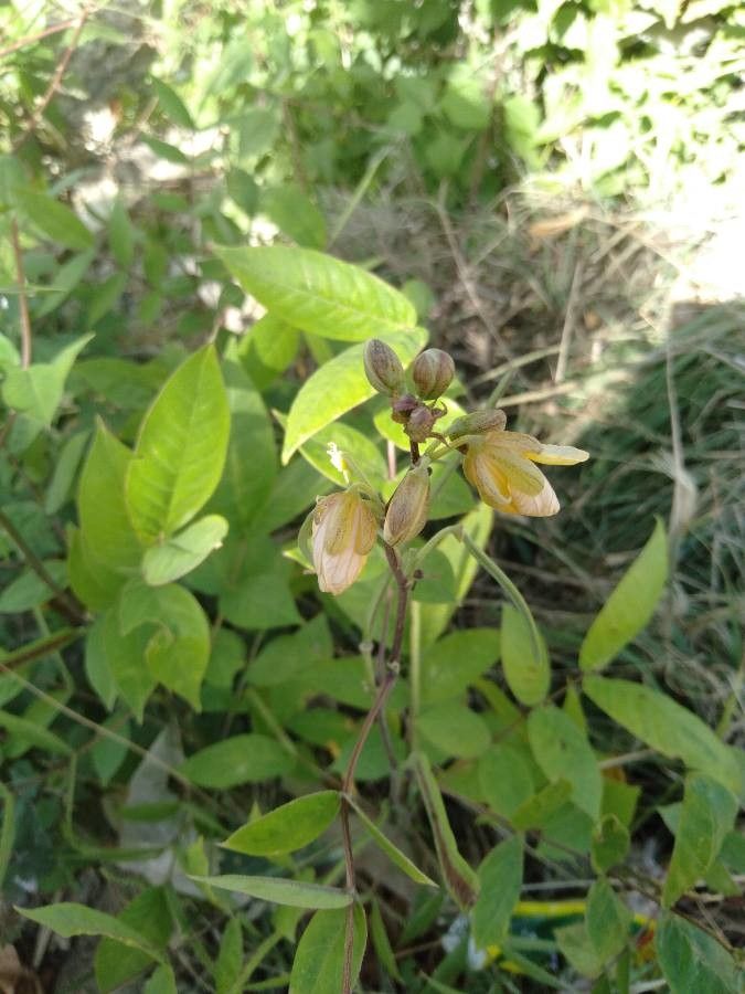 Senna sophera flower