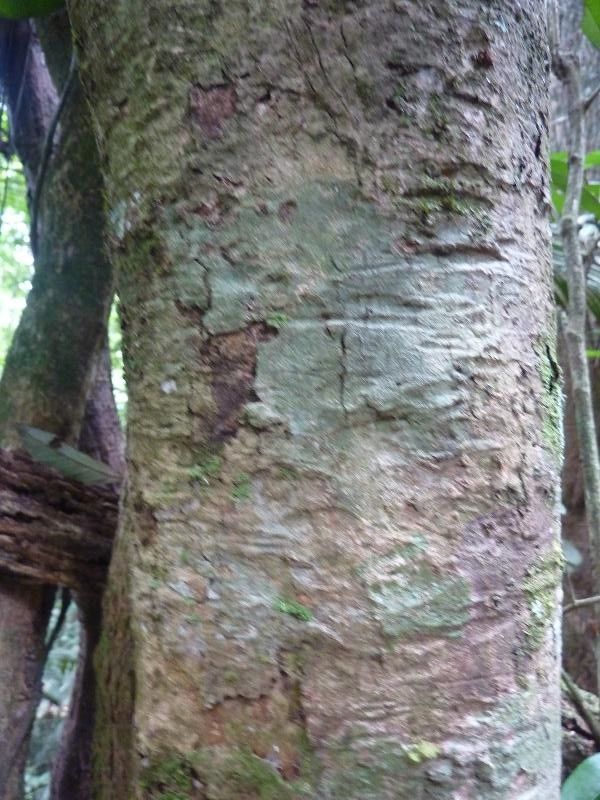 Eugenia cupulata bark