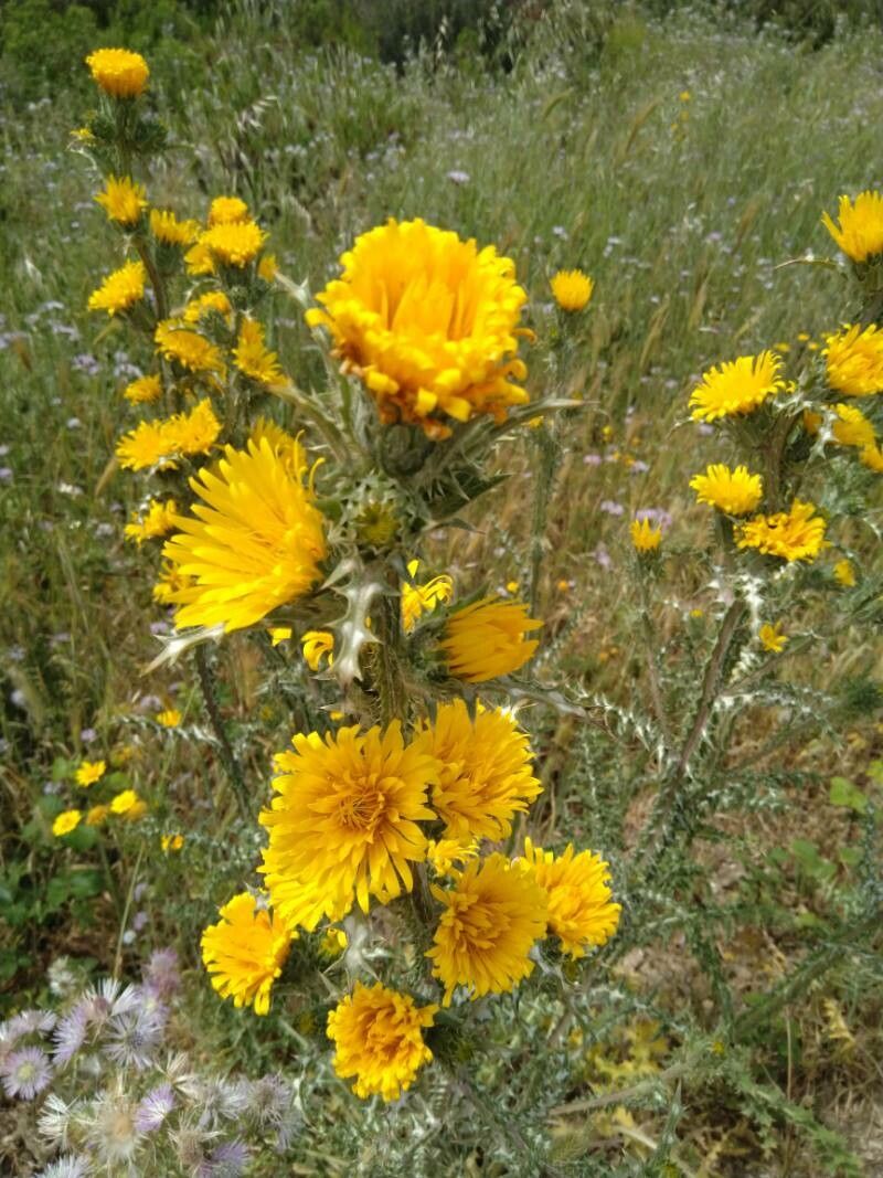 Scolymus grandiflorus flower