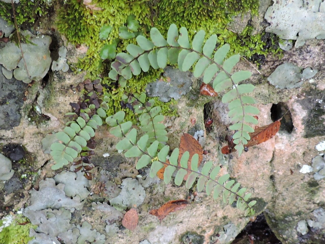 Asplenium resiliens habit