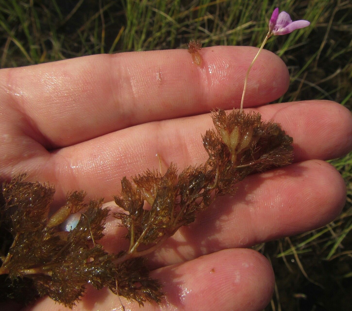 Utricularia benjaminiana habit