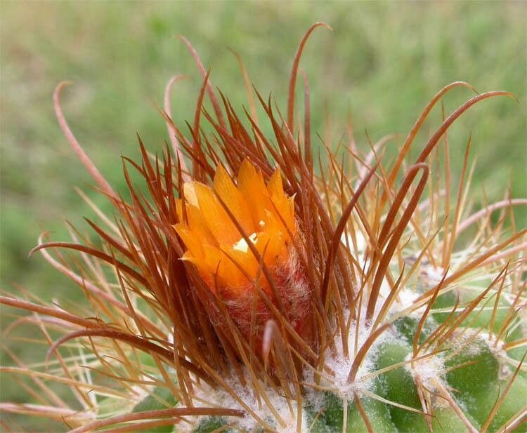 Parodia sotomayorensis flower