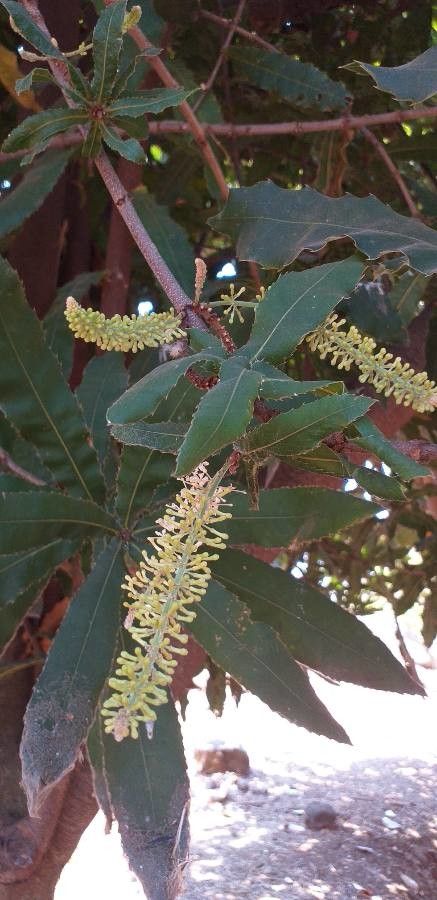 Macadamia integrifolia flower