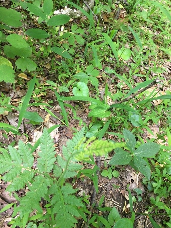 Botrychium virginianum flower