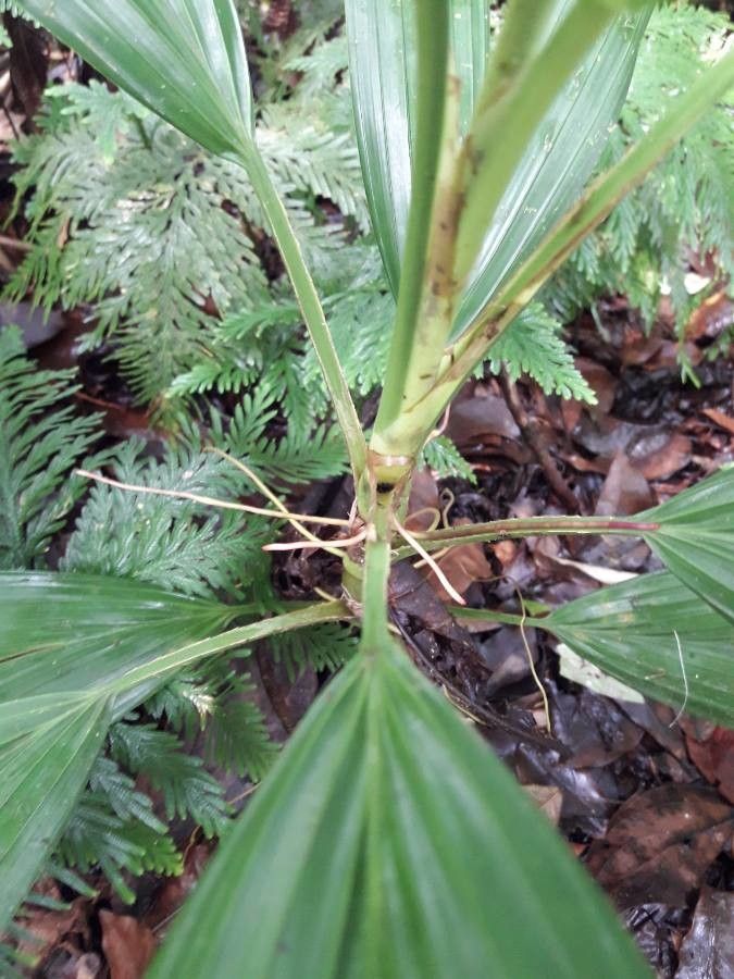 Asplundia rigida bark